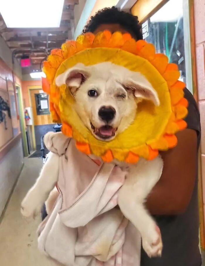 Meet Spinach - One-Eyed Dog Who Refused To Give Up And Finally Was Adopted By A Loving Family Meet Spinach - One-Eyed Dog Who Refused To Give Up And Finally Was Adopted By A Loving Family