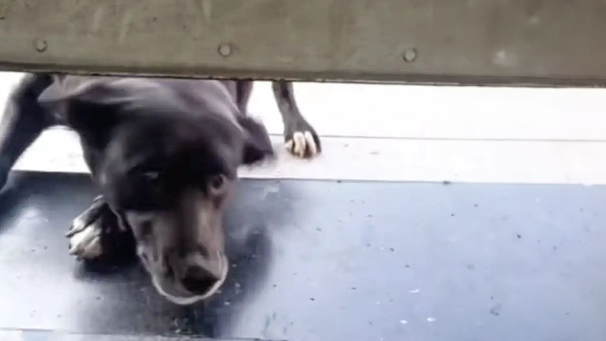 Dog Patiently Waits Every Morning For Pet Shop To Open So She Can Be The First Customer