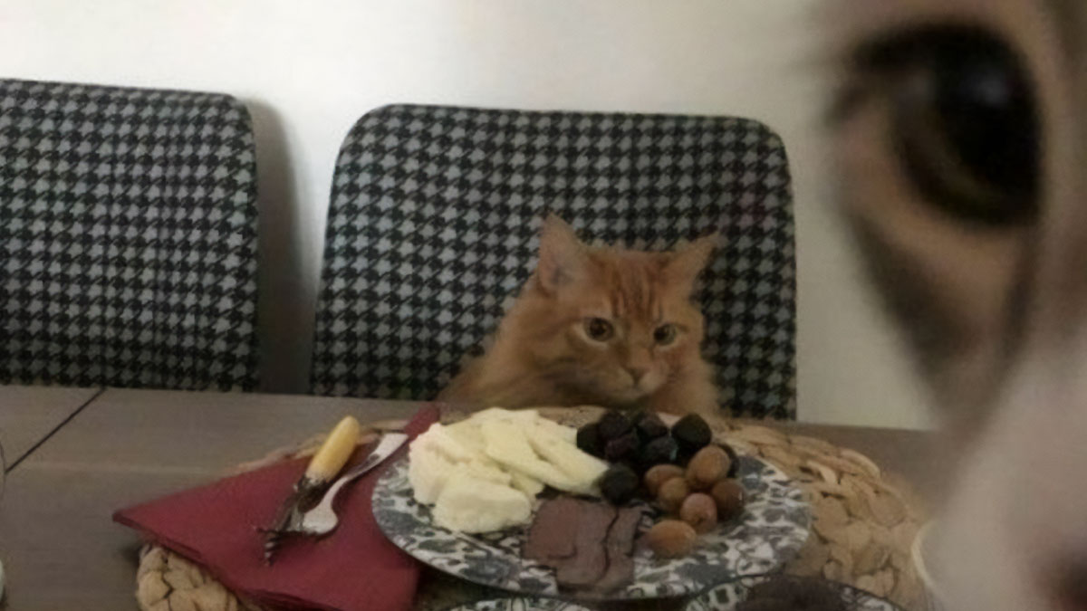 80 ‘Ameowzing’ Cat Memes To Keep You And Your Floofs Entertained All