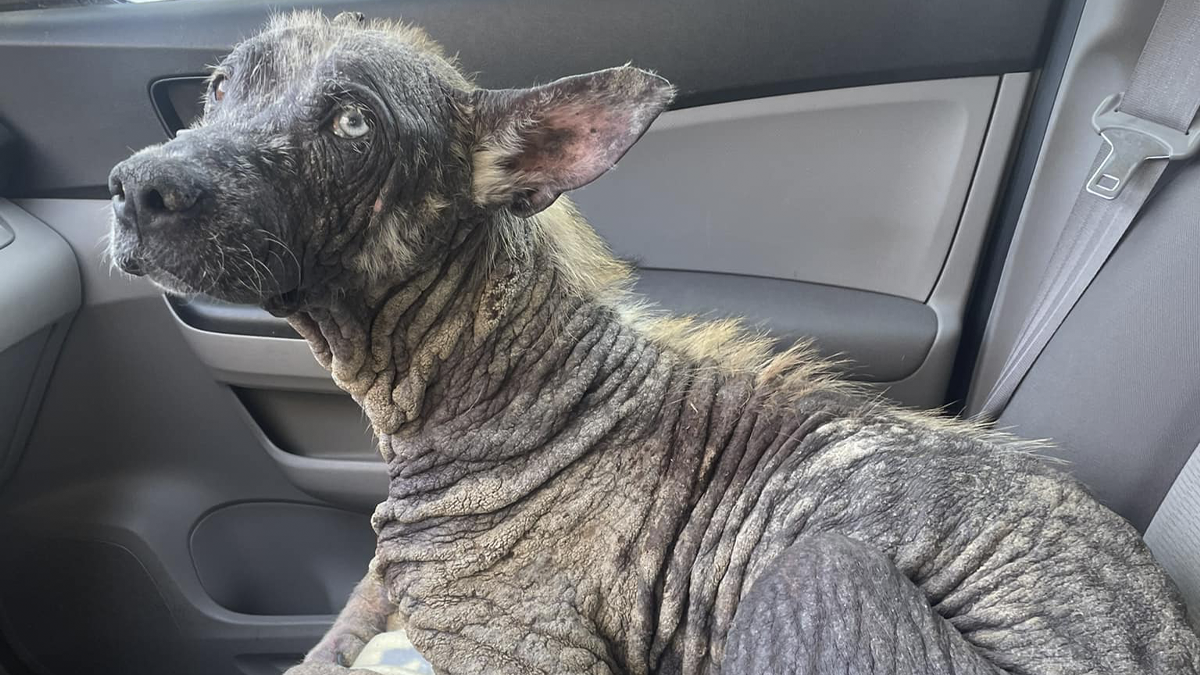 Terribly Neglected Dog Gets Rescued, Reveals His Full Beauty When He Heals And Grows Back His Fur