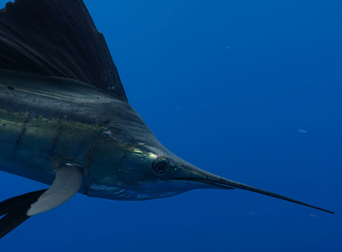 Beloved Surfer Impaled In The Chest By Swordfish In Freak Ocean Attack Beloved Surfer Impaled In The Chest By Swordfish In Freak Ocean Attack