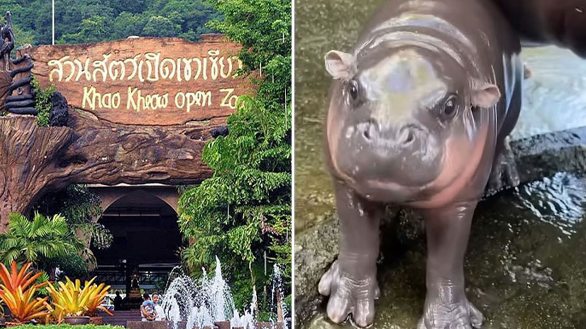 “Put Them In Jail”: Tourist Sparks Outrage After Firing Slingshot In Zoo That Houses Moo Deng