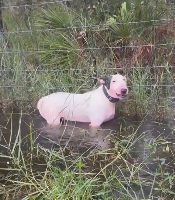 “Justice Prevails”: Man Who Tied Dog During Hurricane Milton Charged After Trying To Reclaim Pet “Justice Prevails”: Man Who Tied Dog During Hurricane Milton Charged After Trying To Reclaim Pet