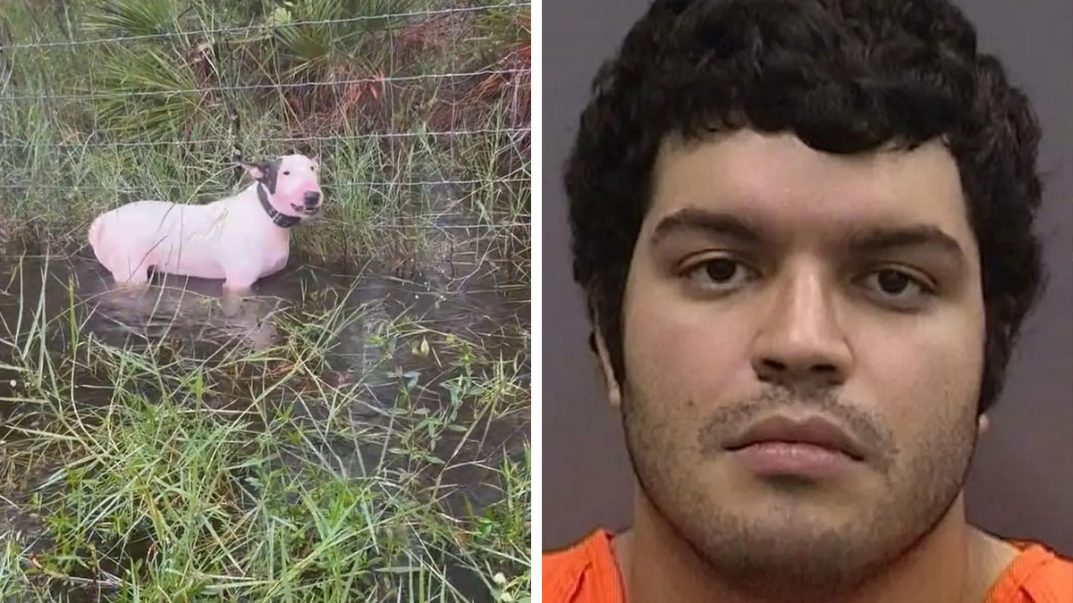 “Justice Prevails”: Man Who Tied Dog During Hurricane Milton Charged After Trying To Reclaim Pet