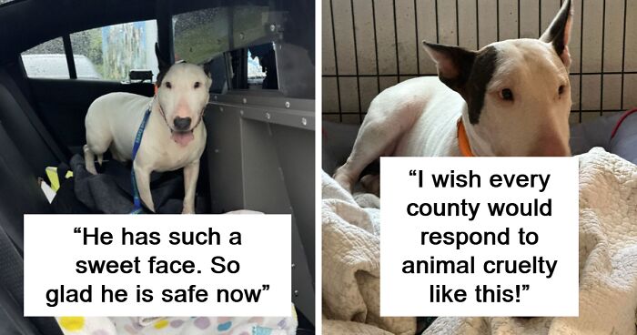 “Justice Prevails”: Man Who Tied Dog During Hurricane Milton Charged ...