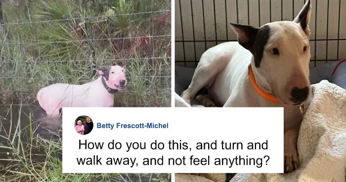 “Justice Prevails”: Man Who Tied Dog During Hurricane Milton Charged ...