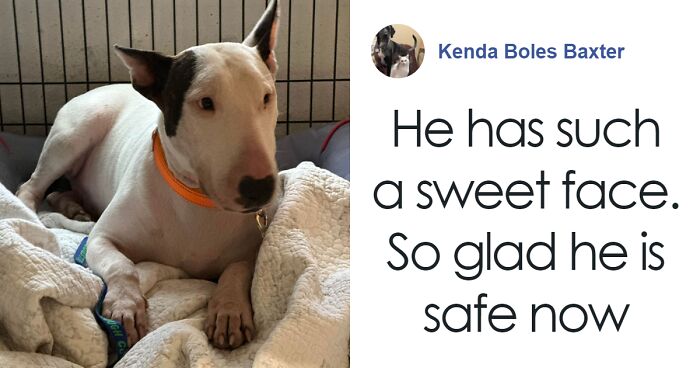 “Justice Prevails”: Man Who Tied Dog During Hurricane Milton Charged ...