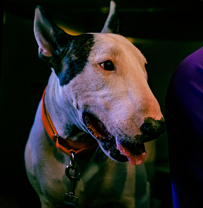 “Justice Prevails”: Man Who Tied Dog During Hurricane Milton Charged After Trying To Reclaim Pet “Justice Prevails”: Man Who Tied Dog During Hurricane Milton Charged After Trying To Reclaim Pet