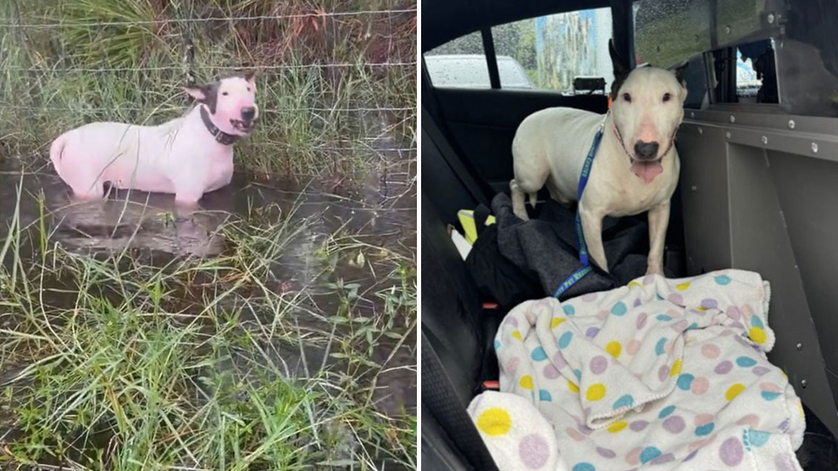 “Find The Perpetrator”: Florida Troopers Rescue Dog Tied To Fence Ahead Of Hurricane Milton