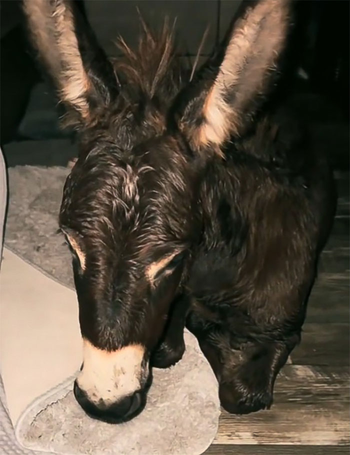 Viral Couple Who Didn’t Evacuate Amid Hurricane Milton Brings Donkey Into Their Home Viral Couple Who Didn’t Evacuate Amid Hurricane Milton Brings Donkey Into Their Home