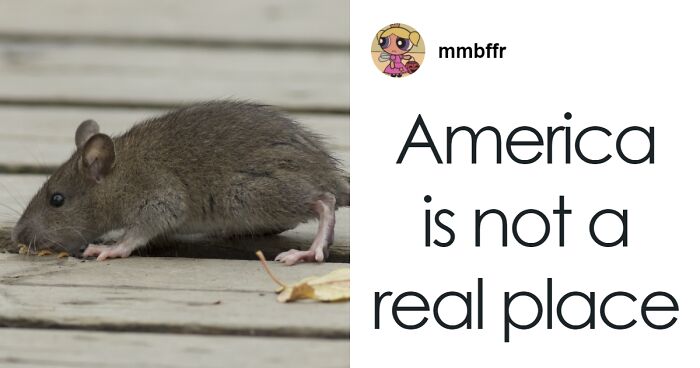 “Rat Birth Control” Bill Passed In New York City Sparks Outrage: “I Can’t Get An Abortion”