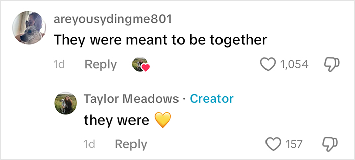 Woman Let Her Dalmatian Keep A Foster Kitten And It Resulted In The Most Beautiful Friendship Woman Let Her Dalmatian Keep A Foster Kitten And It Resulted In The Most Beautiful Friendship