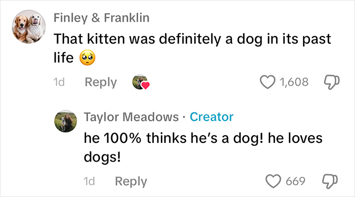 Woman Let Her Dalmatian Keep A Foster Kitten And It Resulted In The Most Beautiful Friendship Woman Let Her Dalmatian Keep A Foster Kitten And It Resulted In The Most Beautiful Friendship