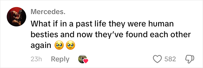 Woman Let Her Dalmatian Keep A Foster Kitten And It Resulted In The Most Beautiful Friendship Woman Let Her Dalmatian Keep A Foster Kitten And It Resulted In The Most Beautiful Friendship