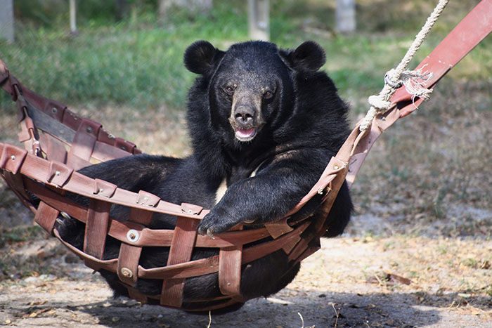 Bouncer, The 20YO 3-Legged Bear, Takes Over The Internet As People Fall In Love With His Chill Vibe Bouncer, The 20YO 3-Legged Bear, Takes Over The Internet As People Fall In Love With His Chill Vibe