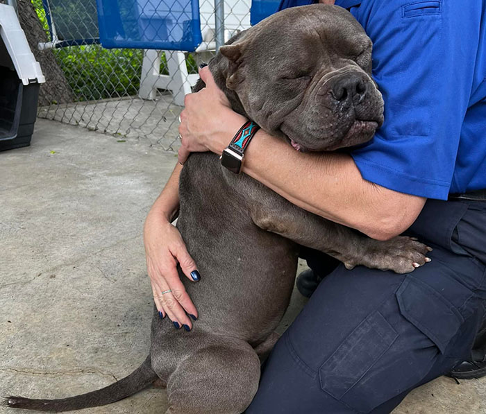 Lovely Pitbull Can’t Stop Hugging Woman Who Gave Him Foster Home, Goes Viral When Pics Spread Online Lovely Pitbull Can’t Stop Hugging Woman Who Gave Him Foster Home, Goes Viral When Pics Spread Online