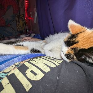 nevaehmeunier avatar