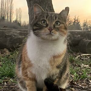 antoniakoseva avatar