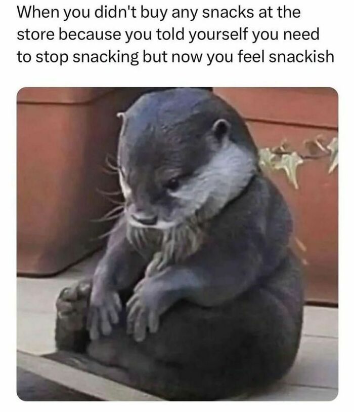 Sad otter sitting with caption about feeling snackish, relating to people tired of interacting with others.