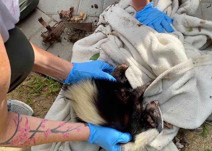 Injured Mama Skunk Ends Up Adopting An Orphan, The Next Day The Rescue Team Finds Her Babies Injured Mama Skunk Ends Up Adopting An Orphan, The Next Day The Rescue Team Finds Her Babies