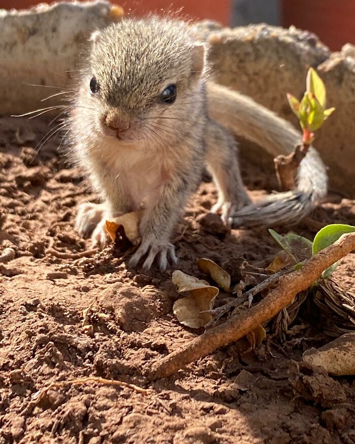 Orphaned squirrel sitting on soil, surrounded by leaves and twigs, under sunny light. Orphaned squirrel sitting on soil, surrounded by leaves and twigs, under sunny light.