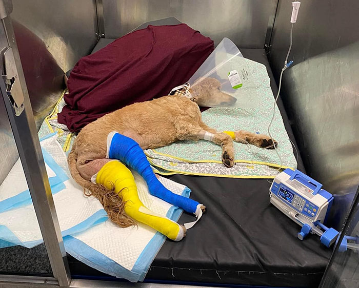 Couple Rescue Injured And Abandoned Dog, Use Their Wedding Fund To Save Her Life Couple Rescue Injured And Abandoned Dog, Use Their Wedding Fund To Save Her Life