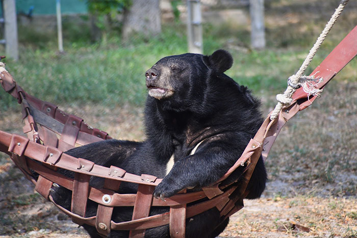 Bouncer, The 20YO 3-Legged Bear, Takes Over The Internet As People Fall In Love With His Chill Vibe Bouncer, The 20YO 3-Legged Bear, Takes Over The Internet As People Fall In Love With His Chill Vibe