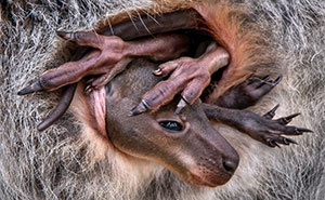 80 Winning Images From The 2024 Close-Up Photographer Of The Year