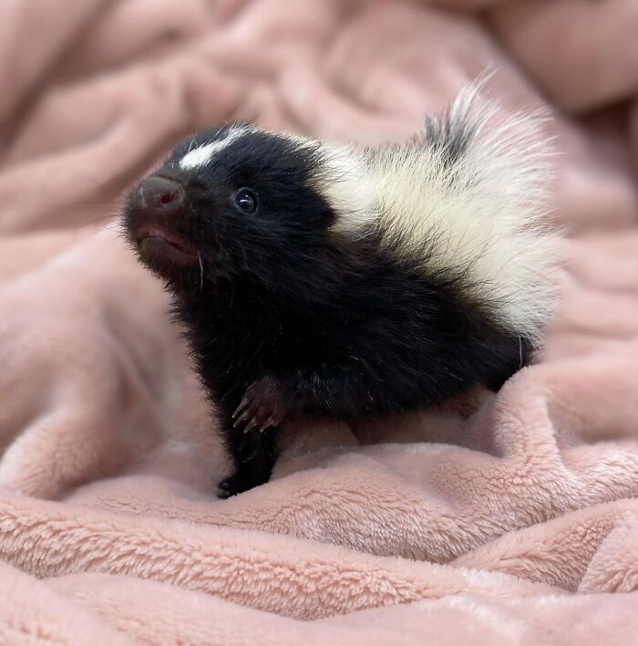 Injured Mama Skunk Ends Up Adopting An Orphan, The Next Day The Rescue Team Finds Her Babies Injured Mama Skunk Ends Up Adopting An Orphan, The Next Day The Rescue Team Finds Her Babies
