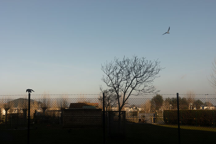 I Spent 4 Years Photographing This Tree I Spent 4 Years Photographing This Tree
