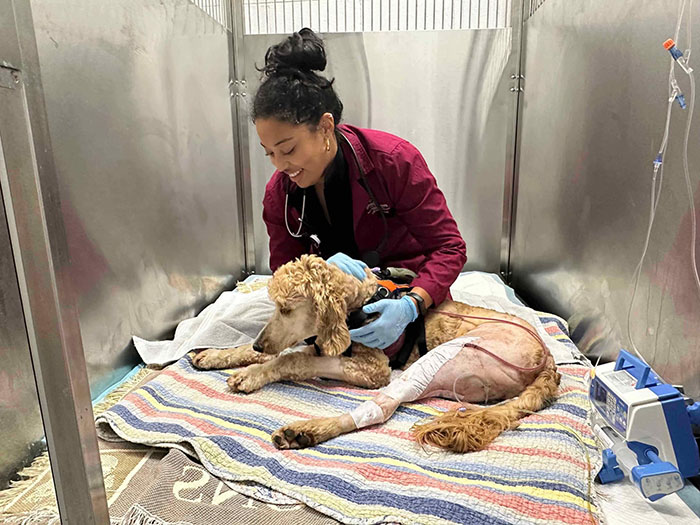 Couple Rescue Injured And Abandoned Dog, Use Their Wedding Fund To Save Her Life Couple Rescue Injured And Abandoned Dog, Use Their Wedding Fund To Save Her Life