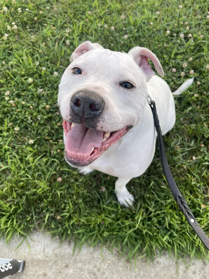 Smiling deaf therapy dog on grass, celebrating a birthday with school kids learning sign language. Smiling deaf therapy dog on grass, celebrating a birthday with school kids learning sign language.