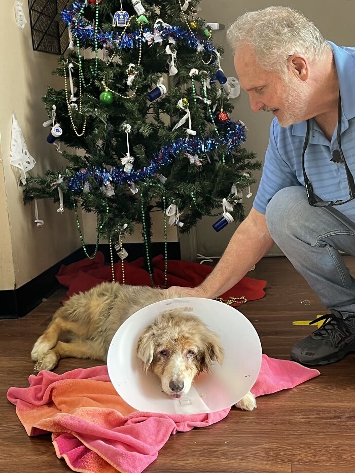 Texas Dog Who Was Missing For 7 Years Was Found Abandoned In Florida, Barely Able To Walk Texas Dog Who Was Missing For 7 Years Was Found Abandoned In Florida, Barely Able To Walk