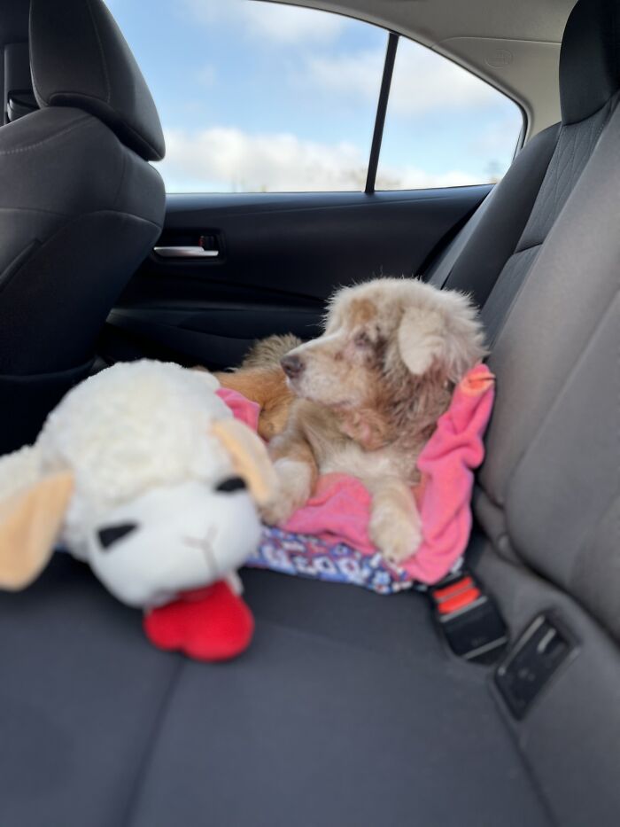 Texas Dog Who Was Missing For 7 Years Was Found Abandoned In Florida, Barely Able To Walk Texas Dog Who Was Missing For 7 Years Was Found Abandoned In Florida, Barely Able To Walk