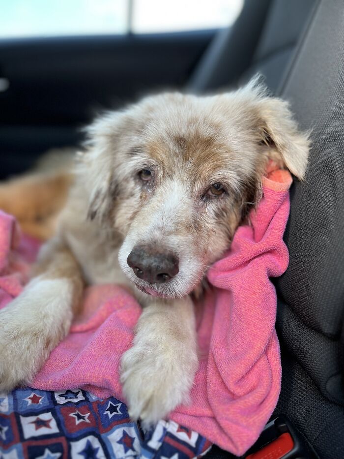 Texas Dog Who Was Missing For 7 Years Was Found Abandoned In Florida, Barely Able To Walk Texas Dog Who Was Missing For 7 Years Was Found Abandoned In Florida, Barely Able To Walk