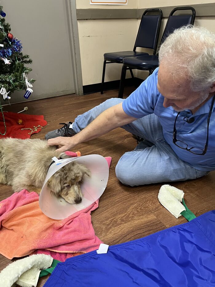 Texas Dog Who Was Missing For 7 Years Was Found Abandoned In Florida, Barely Able To Walk Texas Dog Who Was Missing For 7 Years Was Found Abandoned In Florida, Barely Able To Walk