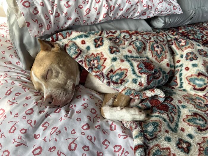 Wounded Puffy-Cheeked Dog Changes Incredibly After Rescue Wounded Puffy-Cheeked Dog Changes Incredibly After Rescue