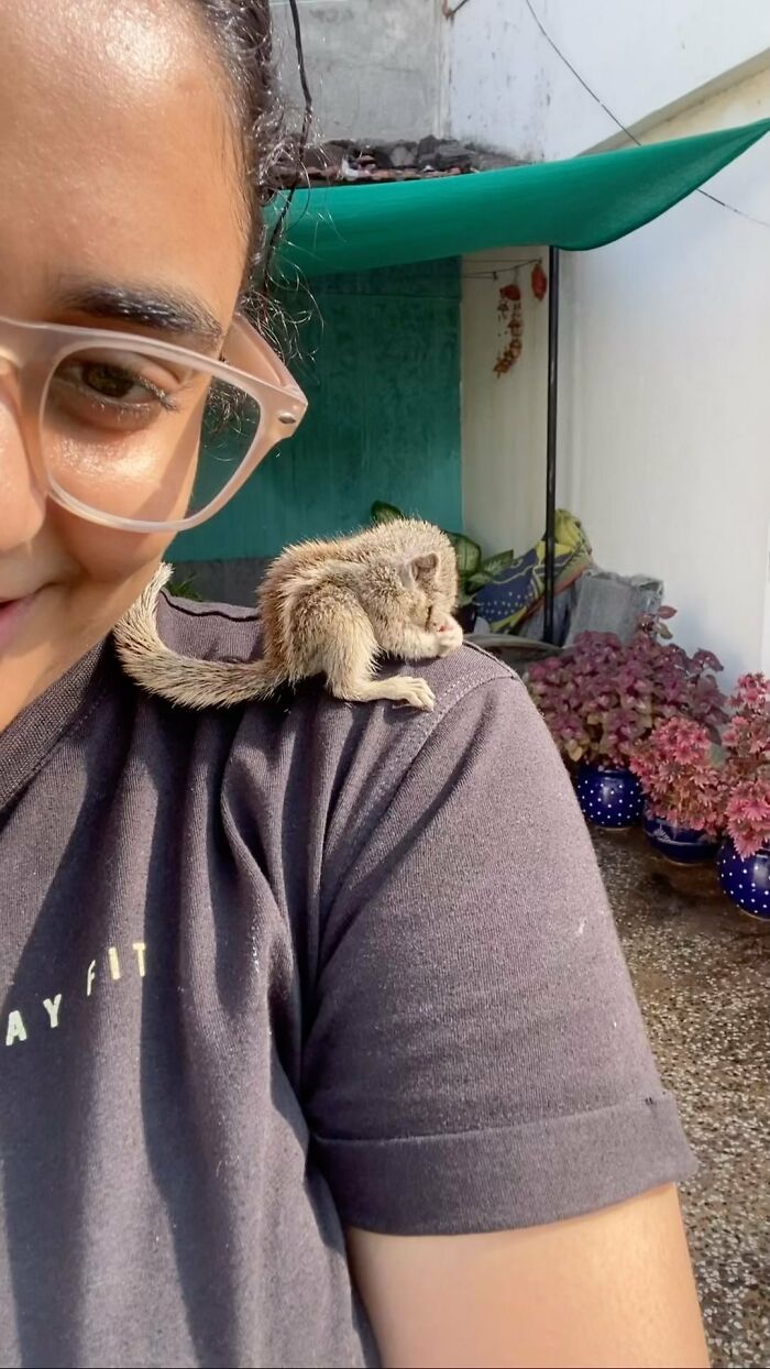 Young orphaned squirrel resting on a person's shoulder, forming a heartwarming bond with her new family. Young orphaned squirrel resting on a person's shoulder, forming a heartwarming bond with her new family.