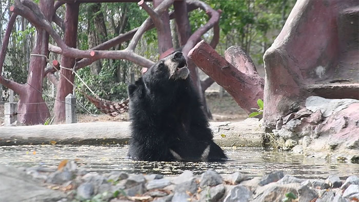 Bouncer, The 20YO 3-Legged Bear, Takes Over The Internet As People Fall In Love With His Chill Vibe Bouncer, The 20YO 3-Legged Bear, Takes Over The Internet As People Fall In Love With His Chill Vibe