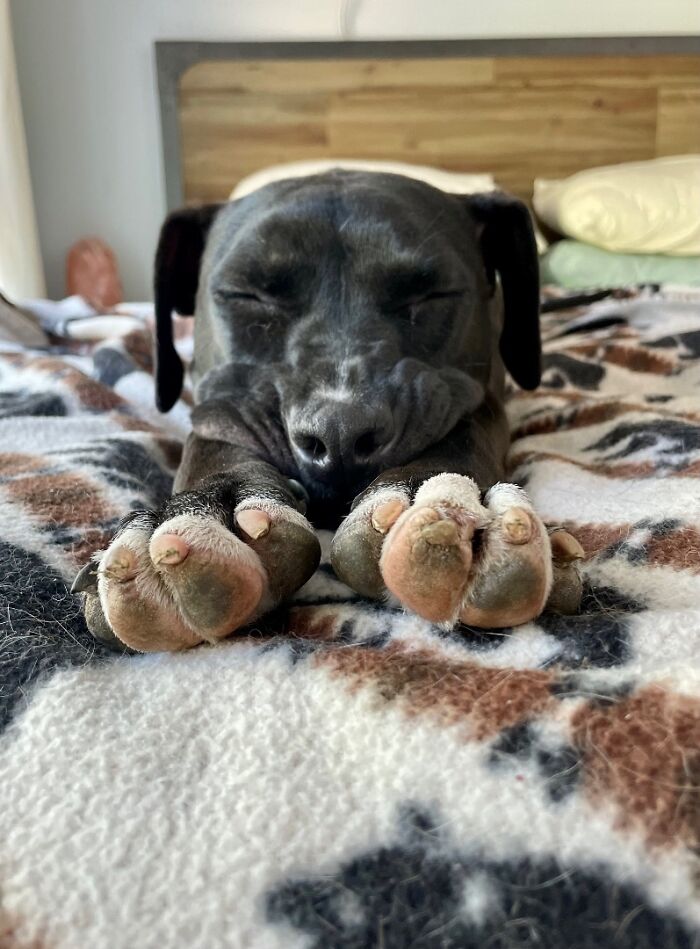 Meet Anna, Probably The World’s Loneliest Foster Dog, Who Has Had Her Heart Broken For The 8th Time Meet Anna, Probably The World’s Loneliest Foster Dog, Who Has Had Her Heart Broken For The 8th Time