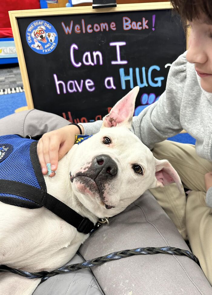 School kids petting a deaf therapy dog wearing a blue harness in front of a "Welcome Back" sign. School kids petting a deaf therapy dog wearing a blue harness in front of a "Welcome Back" sign.