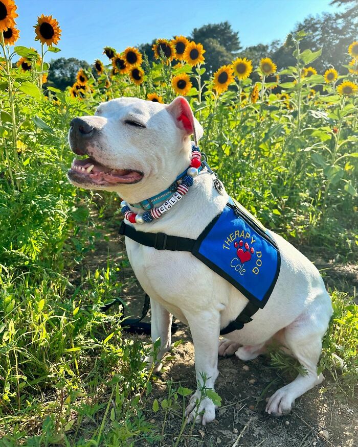 Happy deaf therapy dog wearing a vest, sitting in a sunflower field. Happy deaf therapy dog wearing a vest, sitting in a sunflower field.