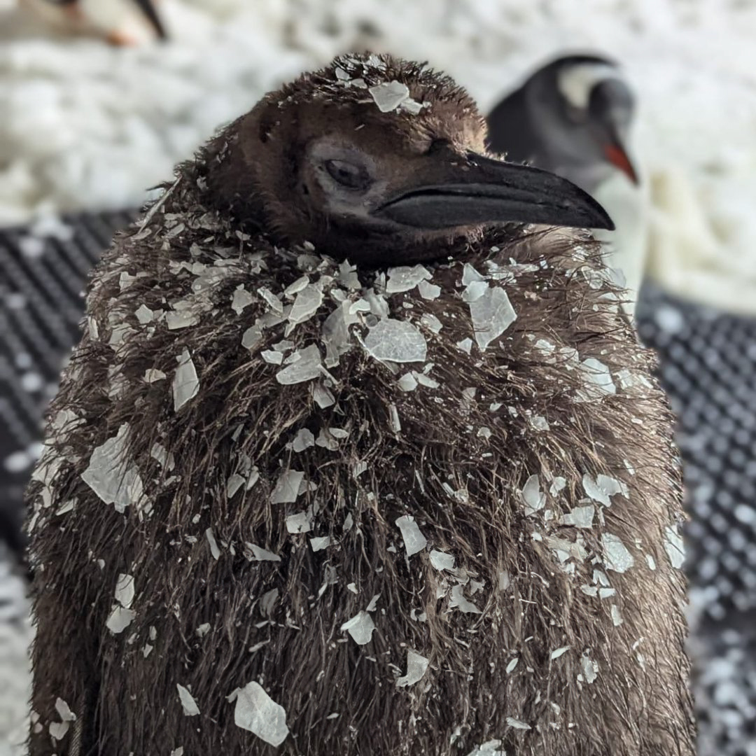 Pesto, The Viral Penguin, Is About To Lose All His Fluff And Become A Full-Fledged King Penguin Pesto, The Viral Penguin, Is About To Lose All His Fluff And Become A Full-Fledged King Penguin