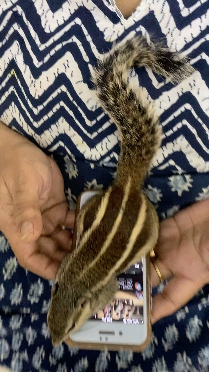 Orphaned squirrel sitting on hands, exploring a smartphone, showing a bond with her new human family. Orphaned squirrel sitting on hands, exploring a smartphone, showing a bond with her new human family.