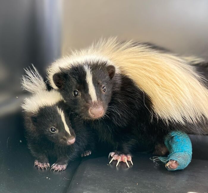 Injured Mama Skunk Ends Up Adopting An Orphan, The Next Day The Rescue Team Finds Her Babies Injured Mama Skunk Ends Up Adopting An Orphan, The Next Day The Rescue Team Finds Her Babies