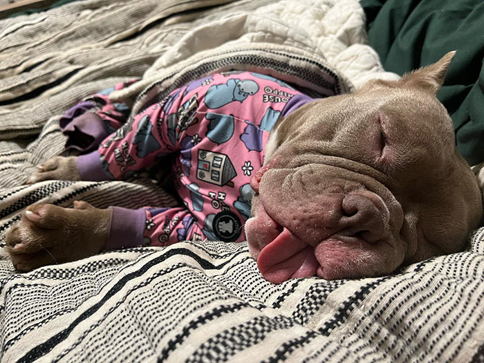 Lovely Pitbull Can’t Stop Hugging Woman Who Gave Him Foster Home, Goes Viral When Pics Spread Online Lovely Pitbull Can’t Stop Hugging Woman Who Gave Him Foster Home, Goes Viral When Pics Spread Online