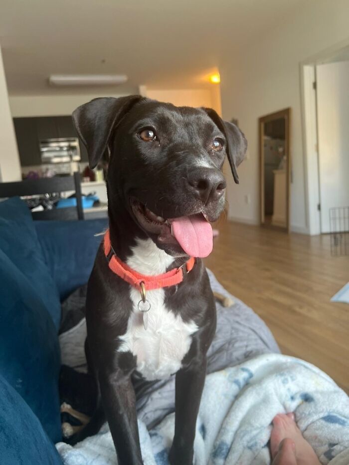 Meet Anna, Probably The World’s Loneliest Foster Dog, Who Has Had Her Heart Broken For The 8th Time Meet Anna, Probably The World’s Loneliest Foster Dog, Who Has Had Her Heart Broken For The 8th Time