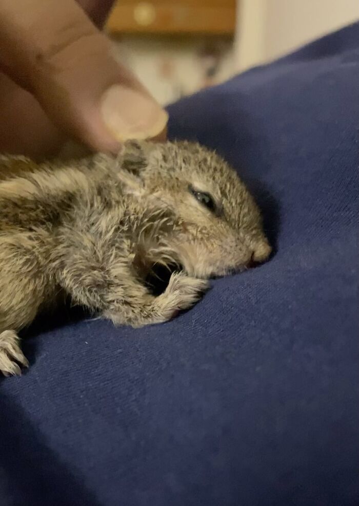 Orphaned squirrel resting on a blue fabric, with a hand gently touching its head. Orphaned squirrel resting on a blue fabric, with a hand gently touching its head.