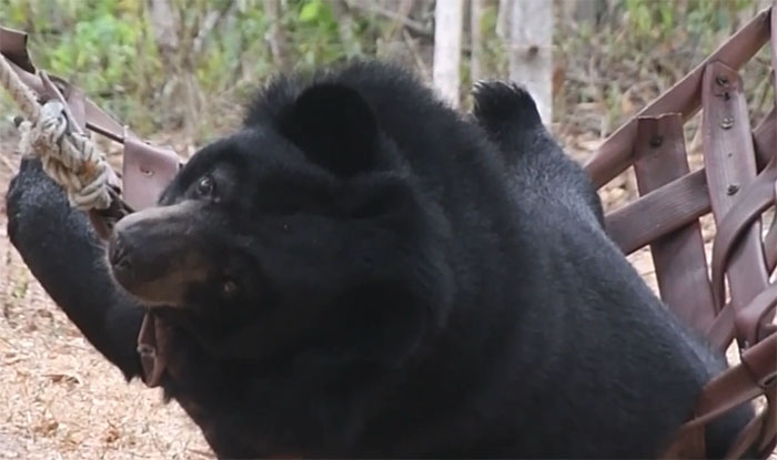 Bouncer, The 20YO 3-Legged Bear, Takes Over The Internet As People Fall In Love With His Chill Vibe Bouncer, The 20YO 3-Legged Bear, Takes Over The Internet As People Fall In Love With His Chill Vibe
