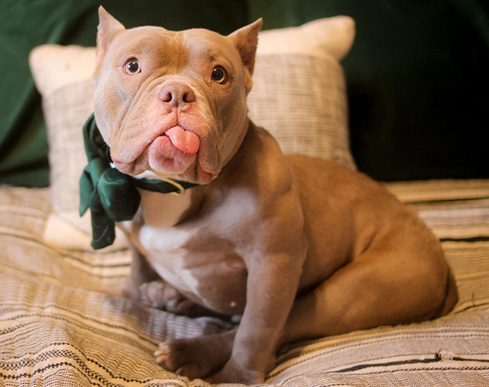 Lovely Pitbull Can’t Stop Hugging Woman Who Gave Him Foster Home, Goes Viral When Pics Spread Online Lovely Pitbull Can’t Stop Hugging Woman Who Gave Him Foster Home, Goes Viral When Pics Spread Online